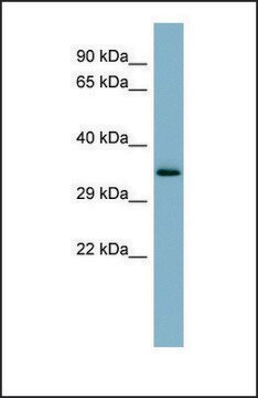 Anti-MUC15 antibody produced in rabbit affinity isolated antibody