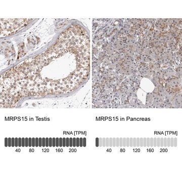 Anti-MRPS15 antibody produced in rabbit Prestige Antibodies&#174; Powered by Atlas Antibodies, affinity isolated antibody, buffered aqueous glycerol solution, ab2