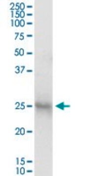 Anti-IL3 antibody produced in mouse purified immunoglobulin, buffered aqueous solution