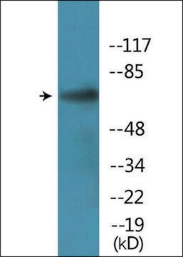 Anti-phospho-PAK5/6 (pSer602/560) antibody produced in rabbit affinity isolated antibody