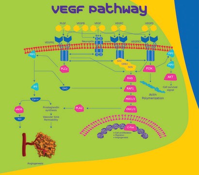 VEGF-B human recombinant, expressed in E. coli, &#8805;98% (SDS-PAGE), &#8805;98% (HPLC), suitable for cell culture