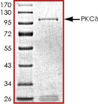 PKC-&#948;, active, GST tagged human PRECISIO&#174;, recombinant, expressed in baculovirus infected Sf9 cells, &#8805;70% (SDS-PAGE), buffered aqueous glycerol solution