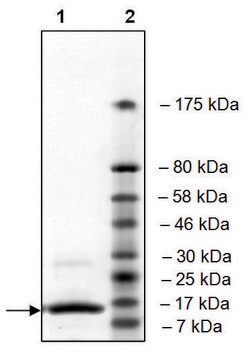 BRDT (257-382) His tag human recombinant, expressed in E. coli, &#8805;90% (SDS-PAGE)