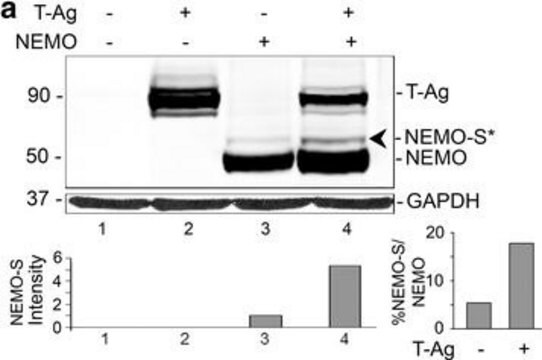 Anti-SV40 T-Antigen (Ab-2) der Maus mAb (PAb416) liquid, clone PAb416, Calbiochem&#174;