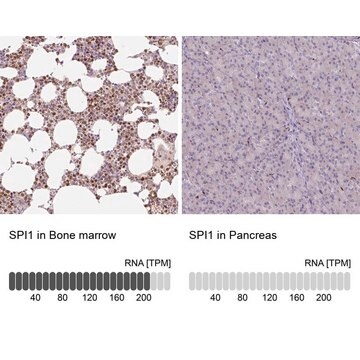 Anti-SPI1 antibody produced in rabbit Prestige Antibodies&#174; Powered by Atlas Antibodies, affinity isolated antibody, buffered aqueous glycerol solution