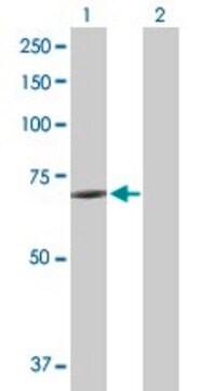 Anti-KCNK10 antibody produced in mouse purified immunoglobulin, buffered aqueous solution