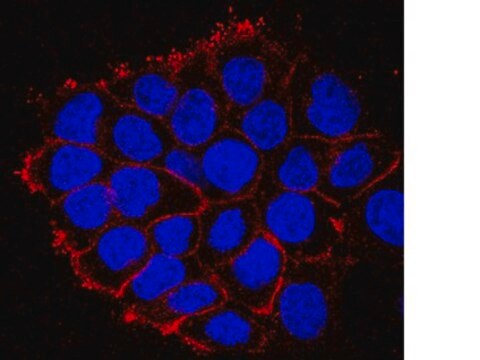 Anti-EGFR (cytoplasmic domain) Antibody, clone 8G6.2 clone 8G6.2, from mouse