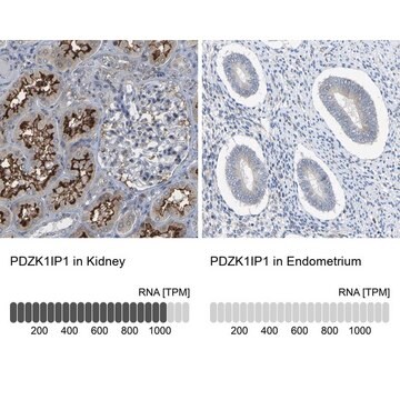 Anti-PDZK1IP1 antibody produced in rabbit Prestige Antibodies&#174; Powered by Atlas Antibodies, affinity isolated antibody, buffered aqueous glycerol solution