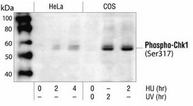 PhosphoDetect Anti-Chk1 (pSer&#179;&#185;&#8311;) Rabbit pAb liquid, Calbiochem&#174;