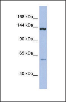 Anti-DHX34 antibody produced in rabbit affinity isolated antibody