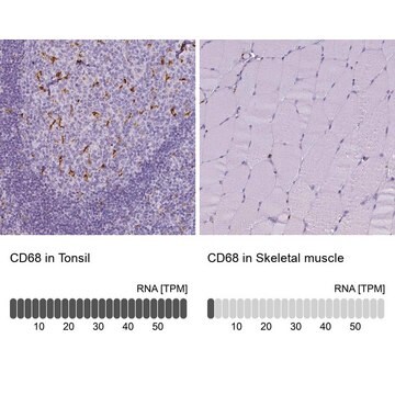 Anti-CD68 antibody produced in rabbit Prestige Antibodies&#174; Powered by Atlas Antibodies, affinity isolated antibody, buffered aqueous glycerol solution