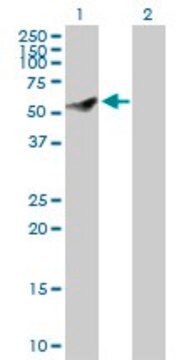 Anti-CEP55 antibody produced in rabbit purified immunoglobulin, buffered aqueous solution