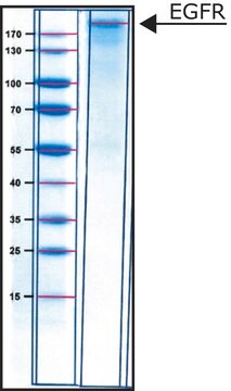 上皮増殖因子レセプター ヒト lyophilized powder, &#8805;15,000&#160;units/mg protein (Bradford)