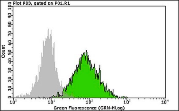 Milli-Mark&#174; Anti-SSEA3 Alexa 488 Antibody, clone MC-631 Milli-Mark&#174;, from rat