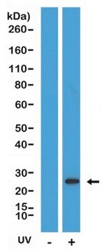 Królicze przeciwciało monoklonalne przeciw rozszczepionejkaspazie 8 clone RM442, affinity purified immunoglobulin