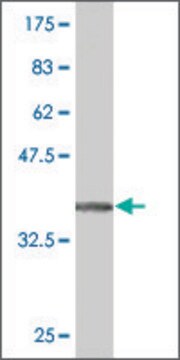 Monoclonal Anti-EPHA5 antibody produced in mouse clone 5C3, purified immunoglobulin, buffered aqueous solution