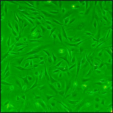 Rat Cardiac Fibroblasts: RCF, adult