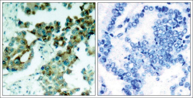 Anti-RPS6 (Ab-235) antibody produced in rabbit affinity isolated antibody