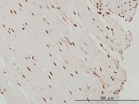 Monoclonal Anti-SP1 antibody produced in mouse clone 4C8, purified immunoglobulin, buffered aqueous solution