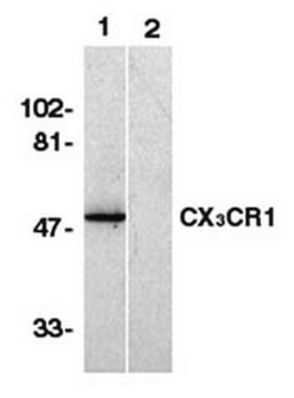 Przeciwciało przeciwko receptorowi 1 chemokin C-X-X-C, NT Chemicon&#174;, from rabbit