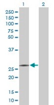 Anti-RFXANK antibody produced in rabbit purified immunoglobulin, buffered aqueous solution