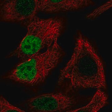 Anti-MORC4 antibody produced in rabbit Prestige Antibodies&#174; Powered by Atlas Antibodies, affinity isolated antibody