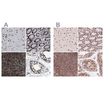 Anti-ZNF207 antibody produced in rabbit Prestige Antibodies&#174; Powered by Atlas Antibodies, affinity isolated antibody, buffered aqueous glycerol solution