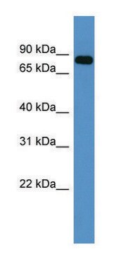 Anti-COL9A3 (C-terminal) antibody produced in rabbit affinity isolated antibody