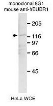 Anti-BubR1 Antibody, clone 8G1 clone 8G1, Chemicon&#174;, from mouse