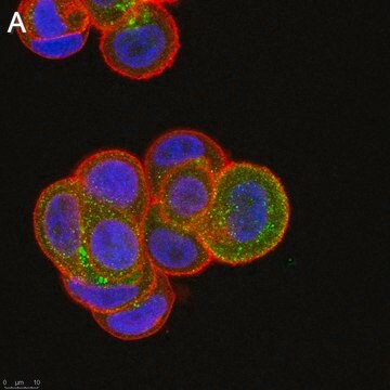 Anti-Rab5A Antibody, clone 3L17 ZooMAb&#174; Rabbit Monoclonal recombinant, expressed in HEK 293 cells