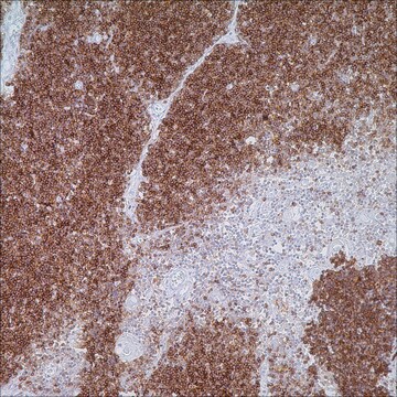 CD1a (EP3622) Rabbit Monoclonal Primary Antibody