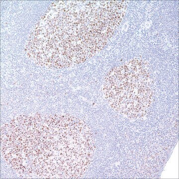 BCL6 (GI191E/A8) Mouse Monoclonal Antibody