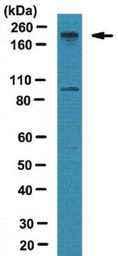 Anti-BAF180 Antibody from rabbit