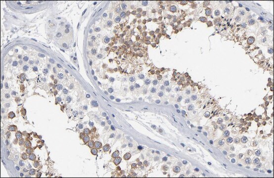 Anti-DYNC1H1 antibody produced in rabbit Prestige Antibodies&#174; Powered by Atlas Antibodies, affinity isolated antibody, buffered aqueous glycerol solution