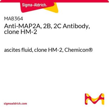 抗-MAP2A、2B、2C抗体，克隆HM-2 ascites fluid, clone HM-2, Chemicon&#174;