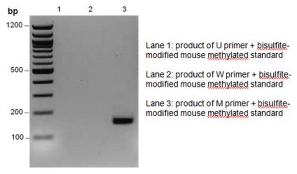 Zestaw CpGenome Universal Methylated Mouse DNA Standard Set The CpGenome Universal Methylated Mouse DNA Standard contains universally methylated mouse genomic DNA isolated from male Balb/c mice &amp; enzymatically methylated at all CpGs by M.SssI methyltransferase.