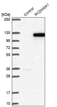 Anti-PCDHGA1 antibody produced in rabbit Prestige Antibodies&#174; Powered by Atlas Antibodies, affinity isolated antibody, buffered aqueous glycerol solution