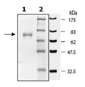 Axl active human recombinant, expressed in baculovirus infected Sf9 cells, &#8805;70% (SDS-PAGE)