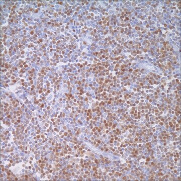 Cyclin&nbsp;D1 (SP4) Rabbit Monoclonal Antibody