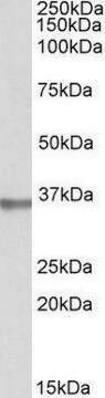 Anti-SPON2 antibody produced in goat affinity isolated antibody, buffered aqueous solution