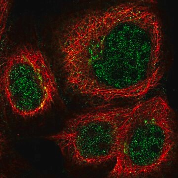 Anti-MPLKIP antibody produced in rabbit Prestige Antibodies&#174; Powered by Atlas Antibodies, affinity isolated antibody, buffered aqueous glycerol solution