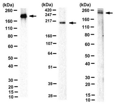 Anti-BIG1 Antibody, clone 102 clone 102, from mouse