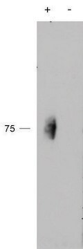 Anti-CD244 antibody produced in goat affinity isolated antibody, buffered aqueous solution