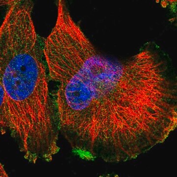 Anti-MET antibody produced in rabbit Prestige Antibodies&#174; Powered by Atlas Antibodies, affinity isolated antibody