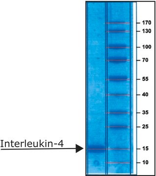 インターロイキン-4 ヒト IL-4, recombinant, expressed in E. coli, lyophilized powder, suitable for cell culture