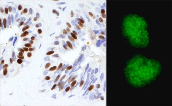 Rabbit anti-KAP-1 Antibody, Affinity Purified Powered by Bethyl Laboratories, Inc.