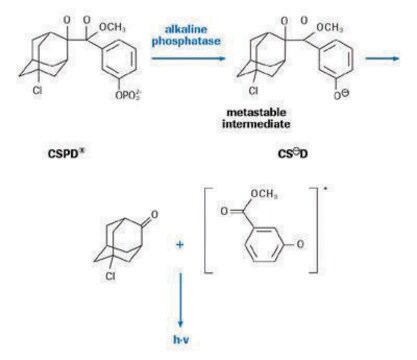 DIG-Lumineszenz-Detektionskit sufficient for 50&#160;blots (10 cm x 10 cm each), kit of 1 (5 components), suitable for hybridization