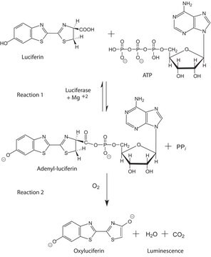 Luciferase aus Photobacterium fischeri lyophilized powder