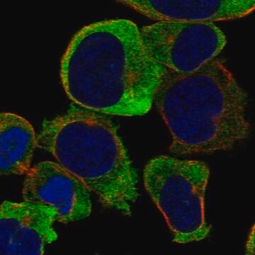 Anti-Gucy1B1 Antibody Produced In Rabbit Prestige Antibodies&#174; Powered by Atlas Antibodies, affinity isolated antibody, buffered aqueous glycerol solution