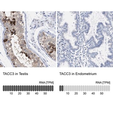 Anti-TACC3 antibody produced in rabbit Prestige Antibodies&#174; Powered by Atlas Antibodies, affinity isolated antibody, buffered aqueous glycerol solution